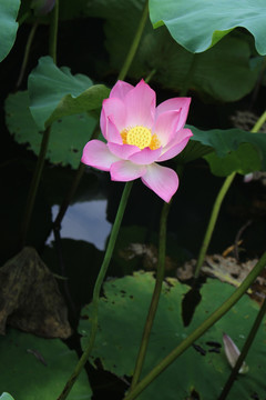 荷花