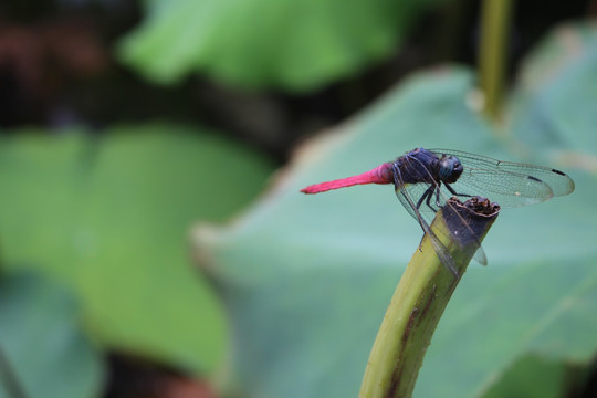 蜻蜓