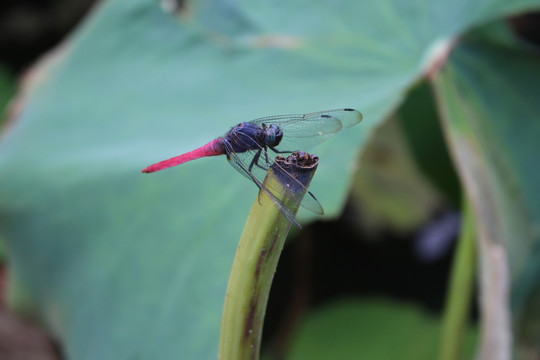 蜻蜓