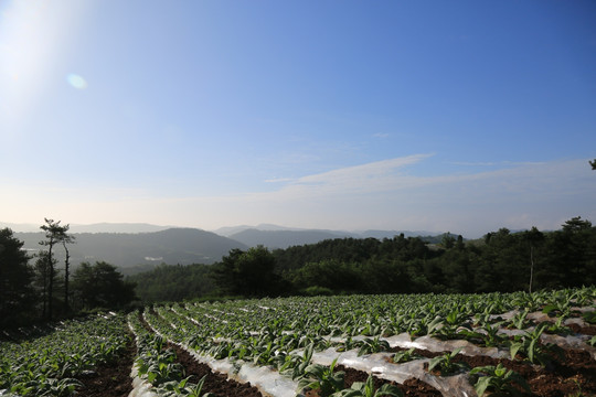 乡村风景