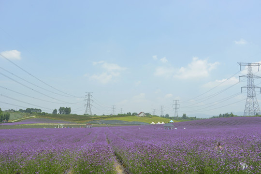 电线杆跨过紫色花田