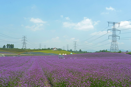 电线杆跨过紫色花田