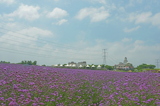 电线杆跨过紫色花田