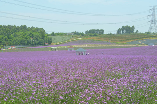 电线杆跨过紫色花田