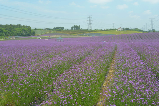 电线杆跨过紫色花田