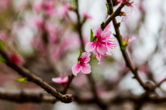 桃花