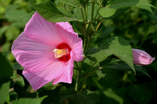 芙蓉葵