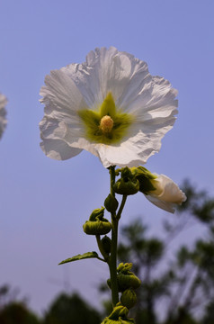 木槿花