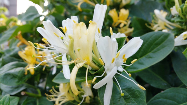 金银花的花朵