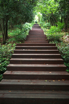 森林公园台阶
