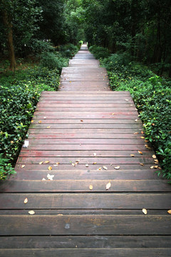 森林公园台阶