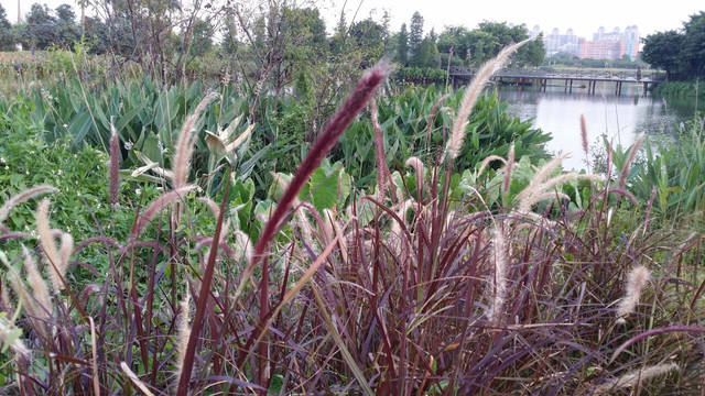 狗尾草