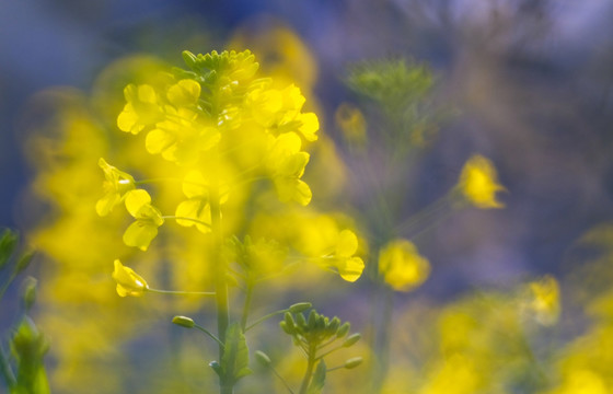 油菜花