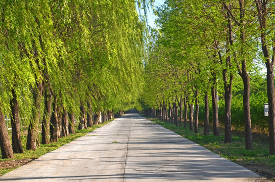 柳树道路