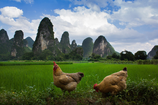 奇峰镇风光