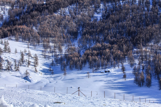 喀纳斯 阿勒泰山区禾木雪景