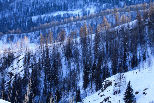 喀纳斯禾木雪景