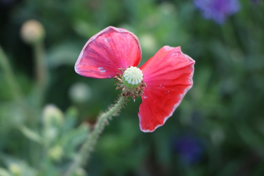 蝴蝶花