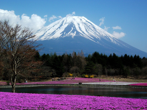 富士山花海湖光山色