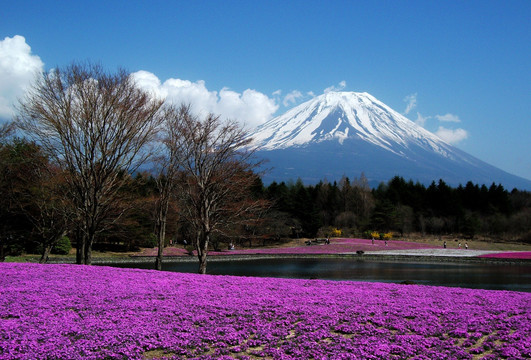 富士山花海湖光山色
