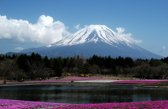 富士山花海湖光山色