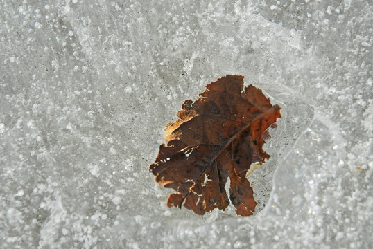 冰封的湖面 枯叶