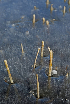 冰封的湖面和芦苇残枝
