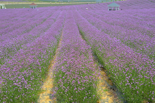 紫色花海 柳叶马鞭草花田