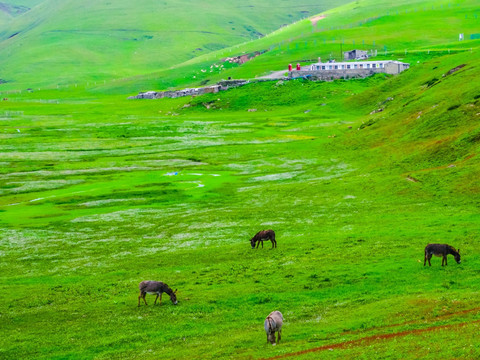 高原牧场