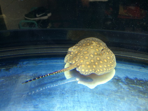 珍珠皇冠鱼
