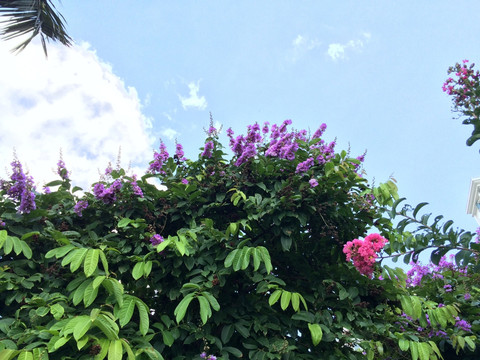 紫花