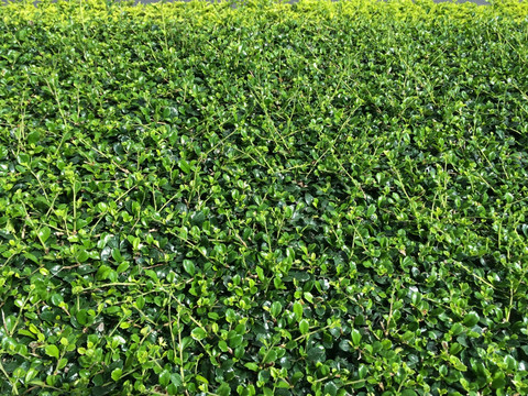 草地1
