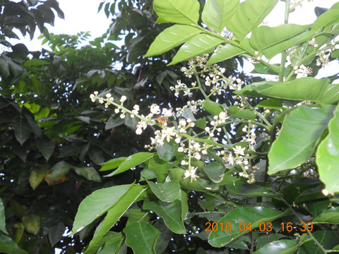 黄皮花蜂