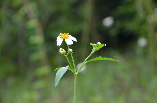 鬼针草花