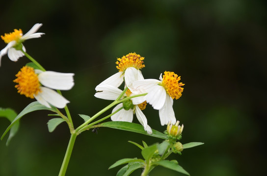 鬼针草花