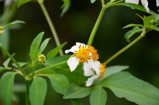 鬼针草花