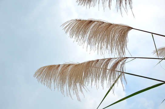 芦苇