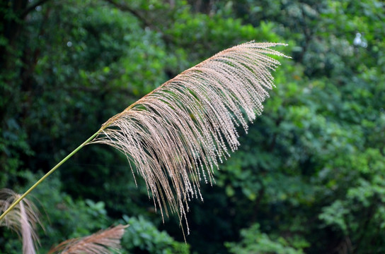 芦苇