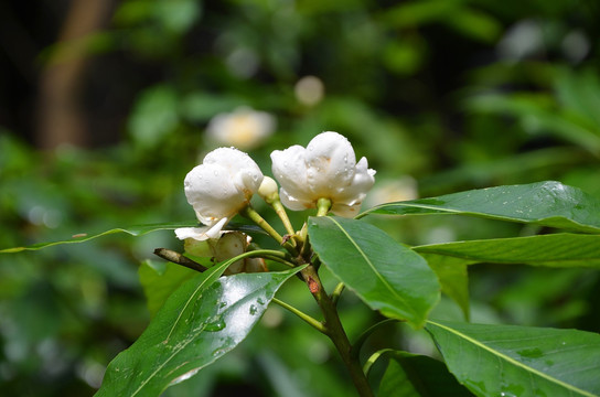 木荷
