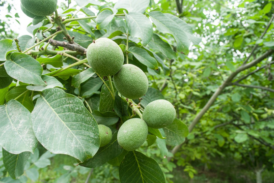 新疆核桃树