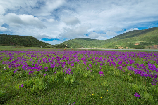 丽江花海子 野花遍地