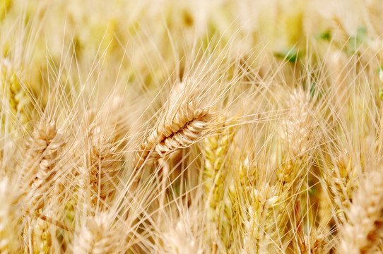 农田小麦