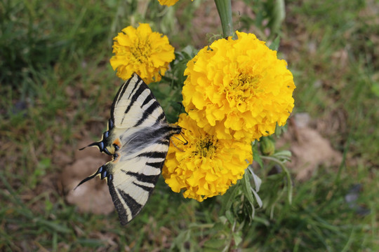 花朵与斑马纹彩蝶