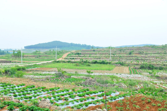 田地大图  田园风光高清