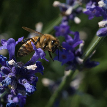 蜜蜂