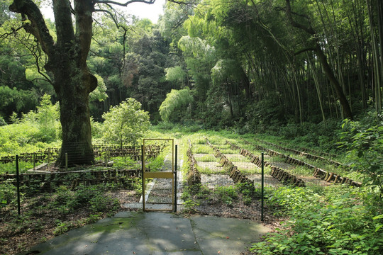 香菇种植园