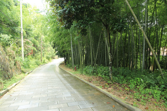 竹林小路