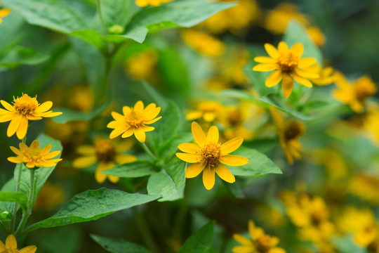 黄帝菊 菊花 夏天盛开的花