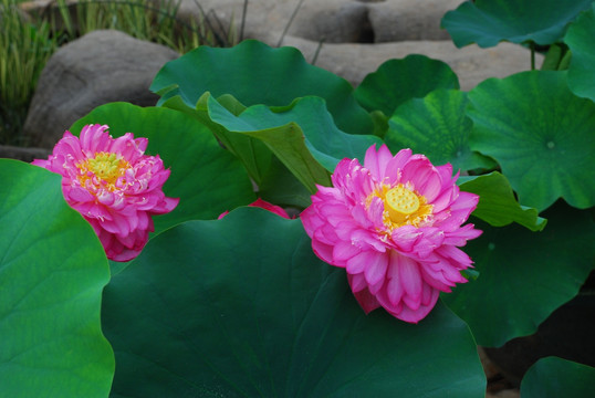 荷花
