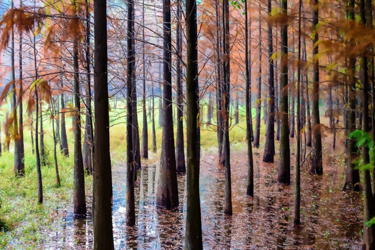 水杉林风景油画